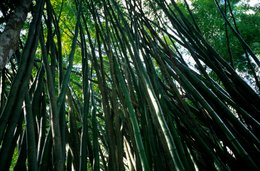 Archipel-des-Comores;-Bambous;-Bambouseraie;-Contre-plongée;-Forêt;-France;-Kaleidos;-Kaleidos-images;-La-parole-à-limage;-Laurent-Abad;-Mayotte;-Nature;-Océan-Indien;-Stories-Pictures;-Végétation
